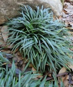 Garden Goods Direct Mondo Grass Perennials