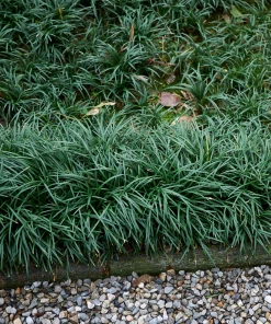 Garden Goods Direct Mondo Grass Perennials