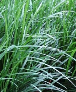 Garden Goods Direct Mondo Grass Perennials