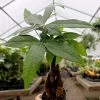 Garden Goods Direct Money Tree Plant House Plants