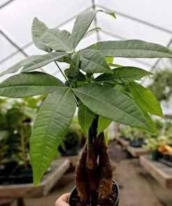 Garden Goods Direct Money Tree Plant House Plants