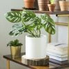 Garden Goods Direct Monstera Adansonii House Plants