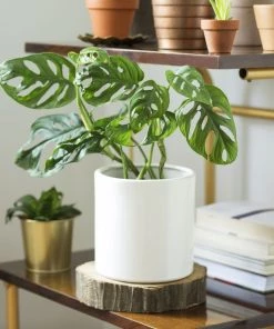 Garden Goods Direct Monstera Adansonii House Plants