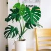 Garden Goods Direct Monstera Deliciosa (Split Leaf Philodendron)
