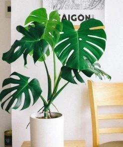 Garden Goods Direct Monstera Deliciosa (Split Leaf Philodendron)