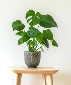 Garden Goods Direct Monstera Deliciosa (Split Leaf Philodendron)