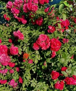 Garden Goods Direct Red Drift® Rose