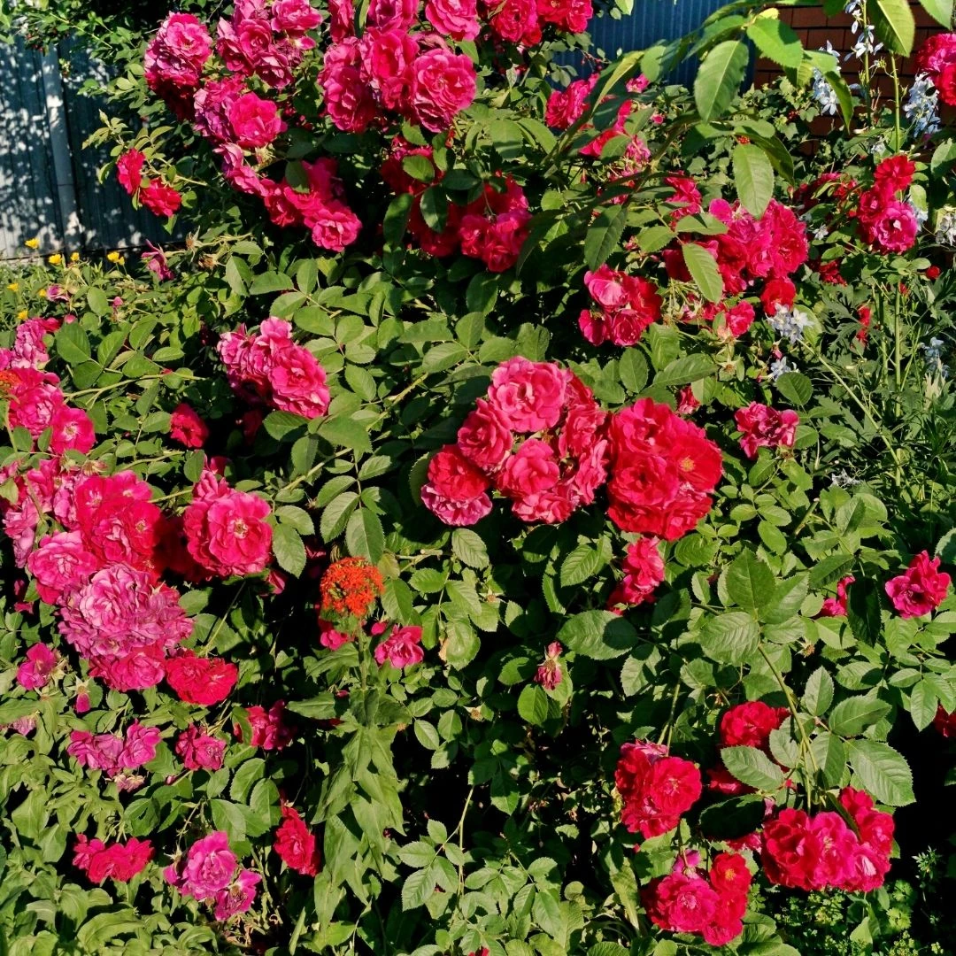 Garden Goods Direct Red Drift® Rose 1 Garden Goods Direct Red Drift® Rose