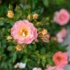 Garden Goods Direct Peach Drift® Rose Shrubs