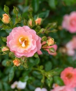 Garden Goods Direct Peach Drift® Rose Shrubs