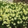 Garden Goods Direct Coreopsis Moonbeam Perennials