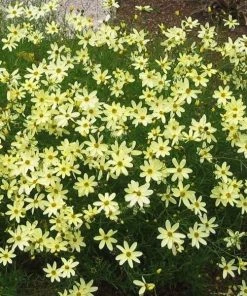 Garden Goods Direct Coreopsis Moonbeam Perennials