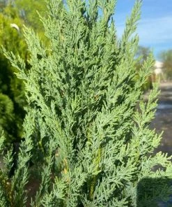 Garden Goods Direct Moonglow Juniper