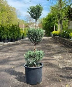 Garden Goods Direct Trees Moonglow Juniper Three Tier Topiary