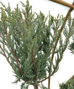 Garden Goods Direct Trees Moonglow Juniper Three Tier Topiary