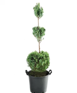 Garden Goods Direct Trees Moonglow Juniper Three Tier Topiary