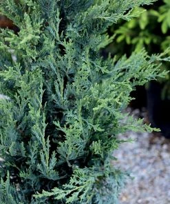 Garden Goods Direct Moonglow Juniper