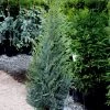 Garden Goods Direct Moonglow Juniper