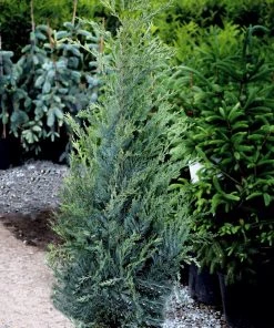 Garden Goods Direct Moonglow Juniper