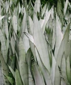 Garden Goods Direct Moonshine Snake Plant House Plants