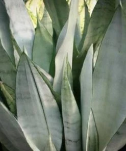 Garden Goods Direct Moonshine Snake Plant House Plants