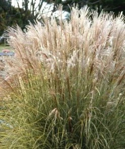 Garden Goods Direct Miscanthus Morning Light