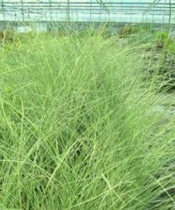 Garden Goods Direct Miscanthus Morning Light