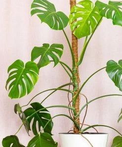 Garden Goods Direct Coco Coir Moss Poles