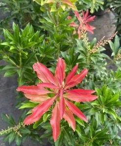 Garden Goods Direct Pieris Mountain Fire