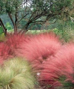 Garden Goods Direct Perennials Pink Muhly Grass