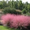 Garden Goods Direct Perennials Pink Muhly Grass