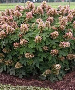 Garden Goods Direct Munchkin Oakleaf Hydrangea