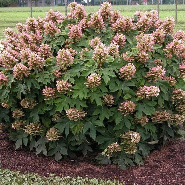 Garden Goods Direct Munchkin Oakleaf Hydrangea 2 Garden Goods Direct Munchkin Oakleaf Hydrangea