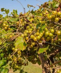 Garden Goods Direct Muscadine Grape Vine