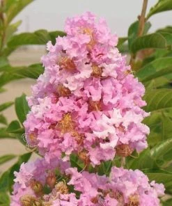 Garden Goods Direct Muskogee Crape Myrtle