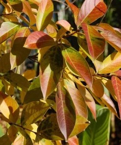 Garden Goods Direct Muskogee Crape Myrtle