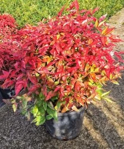 Garden Goods Direct Shrubs Nandina Firepower