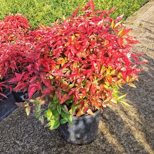 Garden Goods Direct Shrubs Nandina Firepower 2 Garden Goods Direct Shrubs Nandina Firepower
