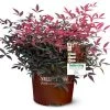 Garden Goods Direct Flirt™ Nandina