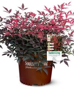 Garden Goods Direct Flirt™ Nandina