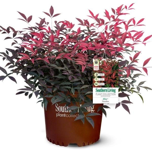 Garden Goods Direct Flirt™ Nandina 1 Garden Goods Direct Flirt™ Nandina