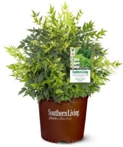 Garden Goods Direct Nandina Lemon Lime Shrubs