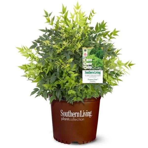 Garden Goods Direct Nandina Lemon Lime Shrubs 2 Garden Goods Direct Nandina Lemon Lime Shrubs