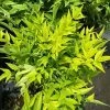 Garden Goods Direct Nandina Lemon Lime Shrubs