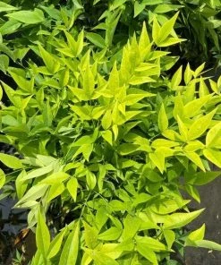 Garden Goods Direct Nandina Lemon Lime Shrubs