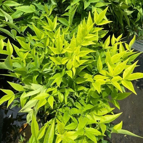 Garden Goods Direct Nandina Lemon Lime Shrubs 1 Garden Goods Direct Nandina Lemon Lime Shrubs
