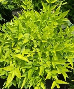 Garden Goods Direct Nandina Lemon Lime Shrubs 6 Garden Goods Direct Nandina Lemon Lime Shrubs