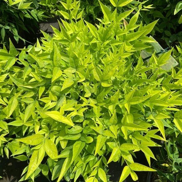 Garden Goods Direct Nandina Lemon Lime Shrubs 3 Garden Goods Direct Nandina Lemon Lime Shrubs