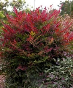 Garden Goods Direct Obsession™ Nandina