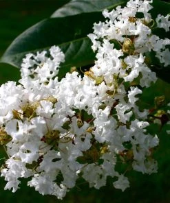 Garden Goods Direct Natchez Crape Myrtle 7 Garden Goods Direct Natchez Crape Myrtle